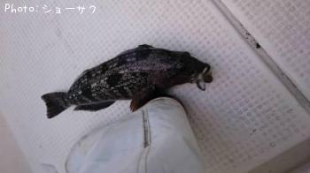 �����ʥ�