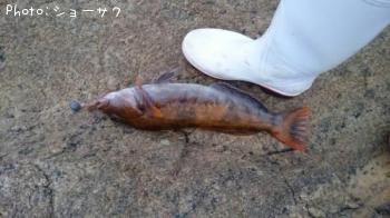 �����ʥ�