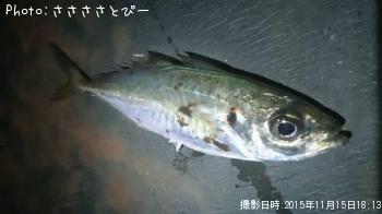 ¥¢¥¸¡õ¥á¥Ð¥ë¡õ¥·¡¼¥Ð¥¹