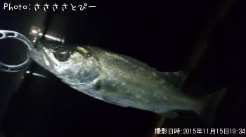 ¥¢¥¸¡õ¥á¥Ð¥ë¡õ¥·¡¼¥Ð¥¹