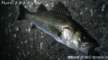 ¥¢¥¸¡õ¥á¥Ð¥ë¡õ¥·¡¼¥Ð¥¹