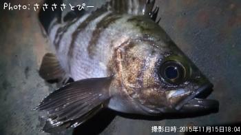 ¥¢¥¸¡õ¥á¥Ð¥ë¡õ¥·¡¼¥Ð¥¹