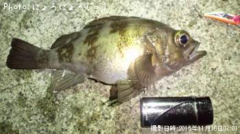 メバル