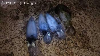 �����ꥤ��