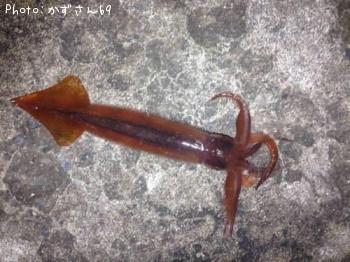 ¥¹¥ë¥á¥¤¥«