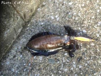 �����ꥤ��