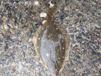 �������쥤