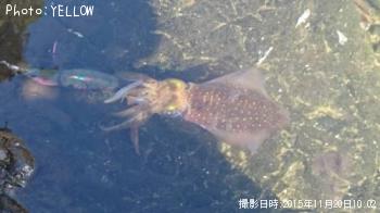 ¥¢¥ª¥ê¥¤¥«