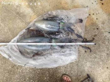 ¥¢¥ª¥ê¥¤¥«