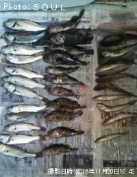 ¥»¥¤¥´¡¡¡¿¡¡¥«¥µ¥´¡¡¡¿¡¡¥Ï¥¼¡¡¡¿¡¡¥¢¥Ê¥´