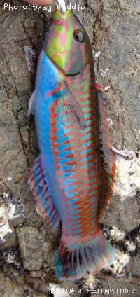 �˥����٥�