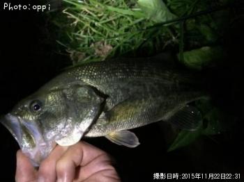 ¥Ö¥é¥Ã¥¯¥Ð¥¹