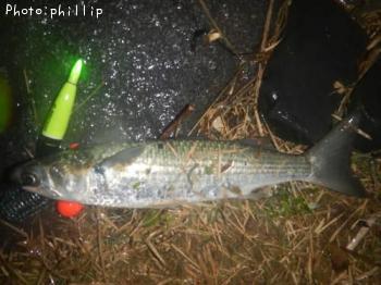 �ܥ���ŵ������ųݤ�