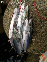 ¥µ¥ï¥é¡¢¥µ¥´¥·