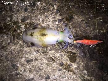 ¥¢¥ª¥ê¥¤¥«