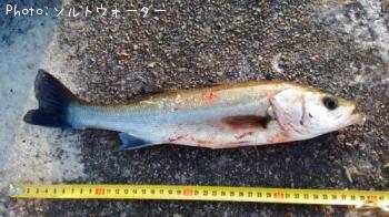 �����Х�