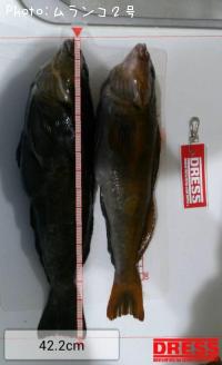 �����ʥ�