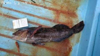 �����ʥ�