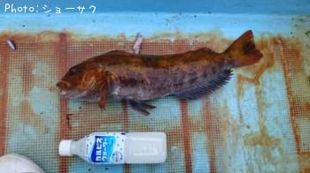 �����ʥ�