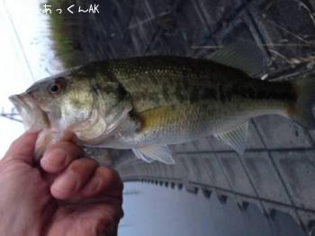 ¥Ö¥é¥Ã¥¯¥Ð¥¹