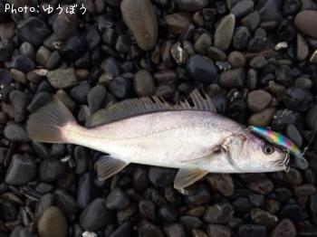 ¥·¡¼¥Ð¥¹¡Ê¥Õ¥Ã¥³¡Ë