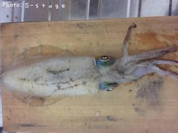 ¥¢¥ª¥ê¥¤¥«