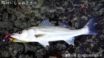 �����Х�