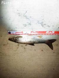 �ޥ륿������