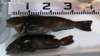 �����ʥ�