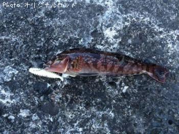 �����ʥ�