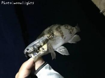 ��Х�