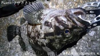 ���ץ���