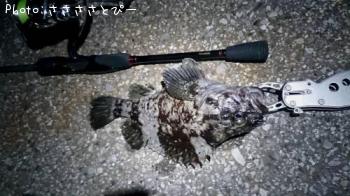 ���ץ���