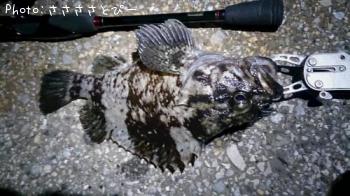 ���ץ���