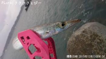 カマス