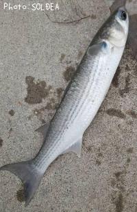 ¥Ü¥é¡Ê²¿¤Ç¤Ê¤ó¡Ë