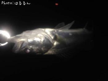 �����Х�