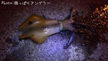 �����ꥤ��