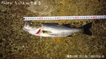 �ޥ륹����