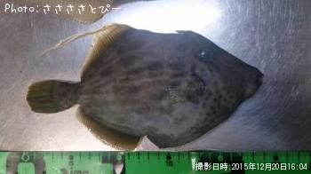 カワハギ&ウスバハギ