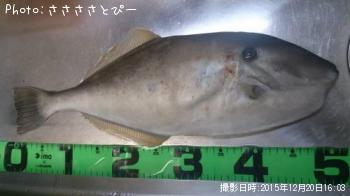 カワハギ&ウスバハギ