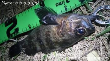 ��Х������