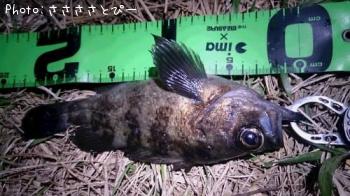 ��Х������