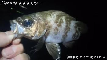 ��Х������