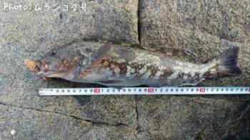 �����ʥ�