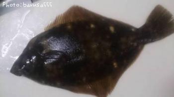 �ޥ����쥤