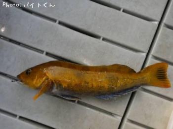 �����ʥ�