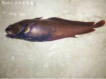 ¥¨¥¾¥¤¥½¥¢¥¤¥Ê¥á