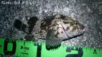 ��Х������