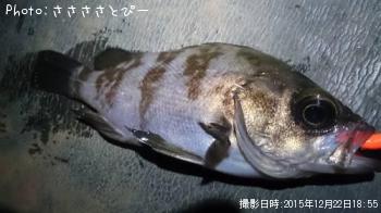 ��Х������